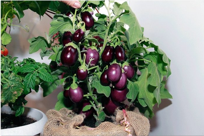 Органическая еда, натуральные продукты: Ферма на балконе!
