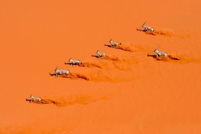 Тваринний світ Сахари(Африка) - орікси