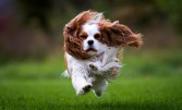 Найшвидші породи собак у світі. Швидший тільки вітер!