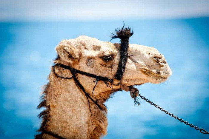 Тваринний світ Сахари(Африка) - верблюд