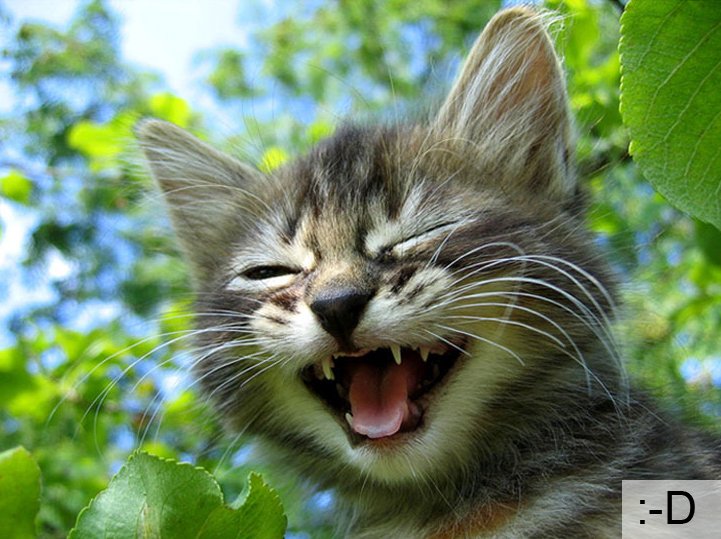 Смішні коти, фото 9