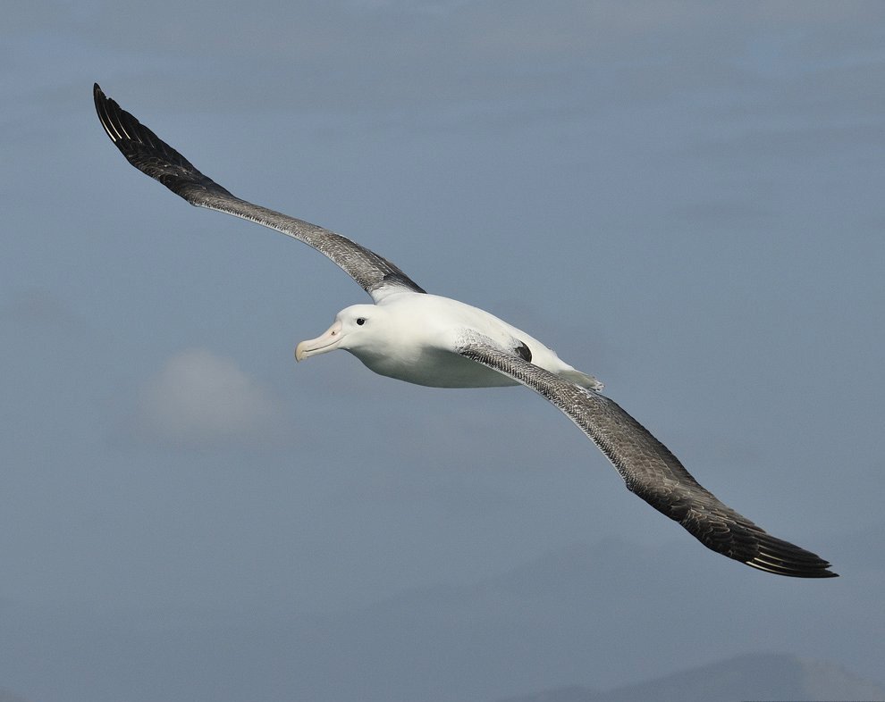 Мандрівний альбатрос