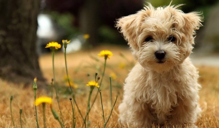 Детские загадки о животных: пес