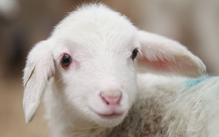 Загадки о козах и овцах