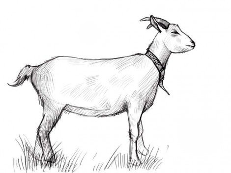Як малювати козу