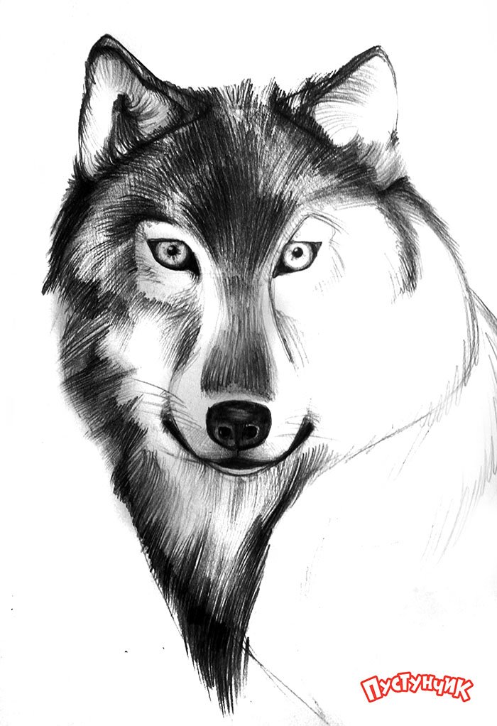 Как нарисовать волка поэтапно, фото 6
