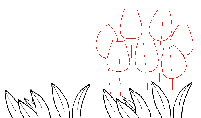 Як намалювати тюльпани Схема 3