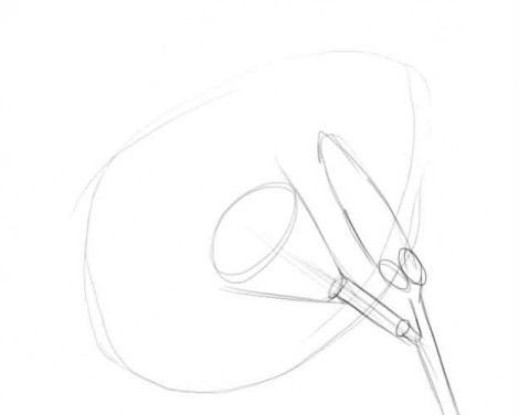 Как нарисовать лилию карандашом