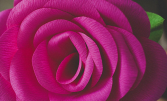 Розы из гофробумаги — устрой тематическую вечеринку!