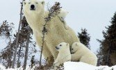 На гостини до полярних ведмедів