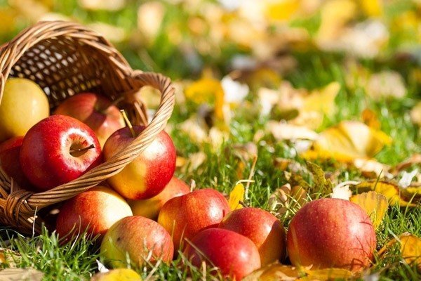 Яблочный Спас кожух припас