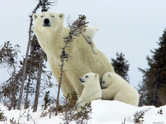 В гости к полярным медведям