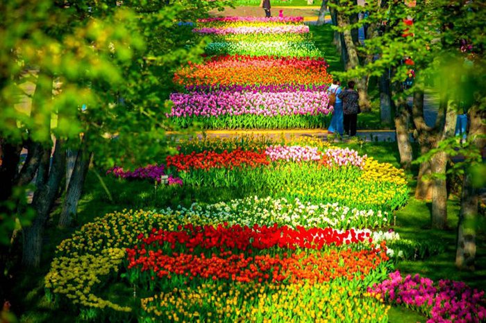 Самые красивые весенние цветы Украины. Где увидеть их цветение?