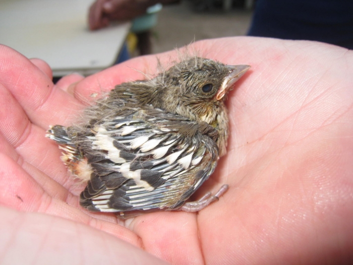 Основні правила годування маленьких пташенят