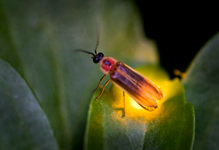 стихи о насекомых