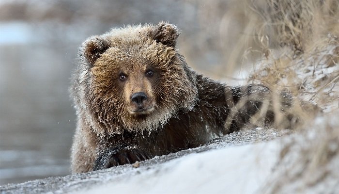 Як звірі готуються до зими, фото 8