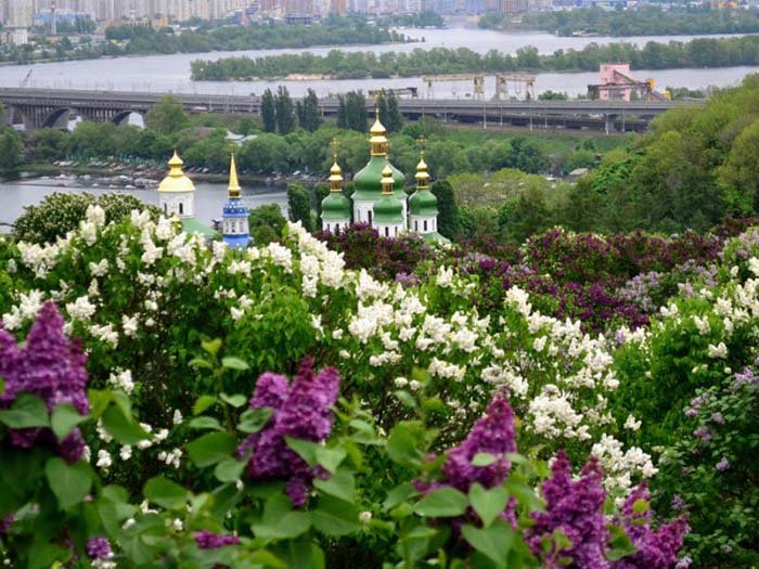 Самые красивые весенние цветы Украины. Где увидеть их цветение?