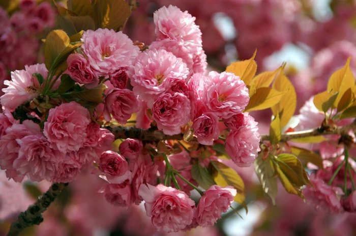 Найкрасивіші весняні квіти України. Де побачити їх цвітіння?