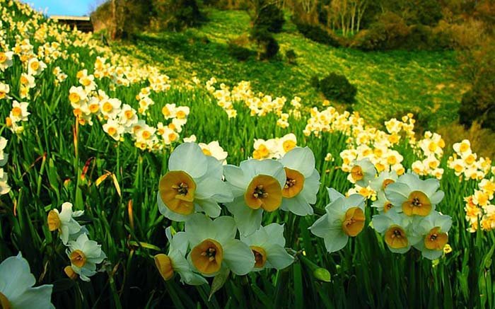 Найкрасивіші весняні квіти України. Де побачити їх цвітіння?