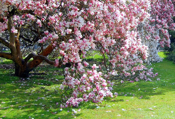 Самые красивые весенние цветы Украины. Где увидеть их цветение?