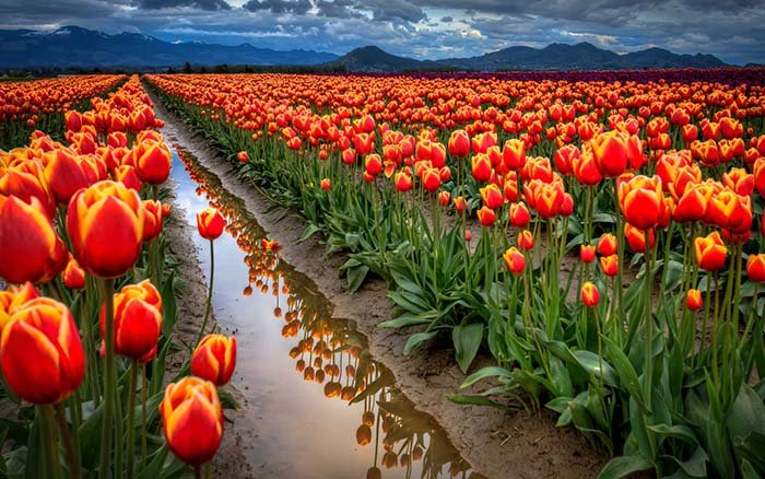 Поля тюльпанов, Нидерланды