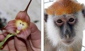 Орхідея-мавпочка