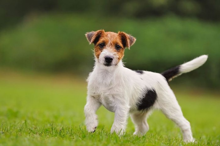 Яку породу собак вважають найшвидшою?