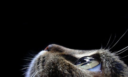 Чорно-біле життя. Чи розрізняють тварини кольори?