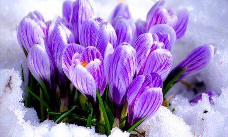 Збережемо красу перших квітів весни