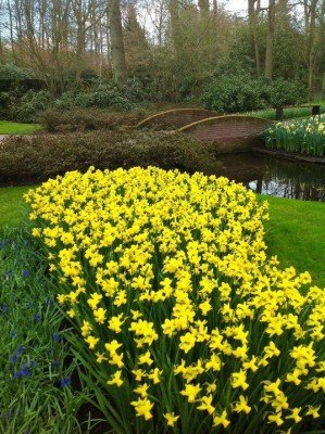 Весенний парк цветов Кекенхоф в Голландии