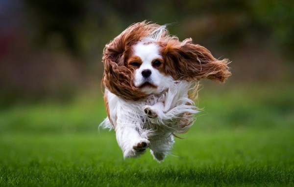 Самые быстрые породы собак в мире. Быстрее только ветер!