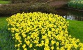Весенний парк цветов Кекенхоф в Голландии