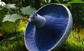 Незвичайні гриби: казкове видовище