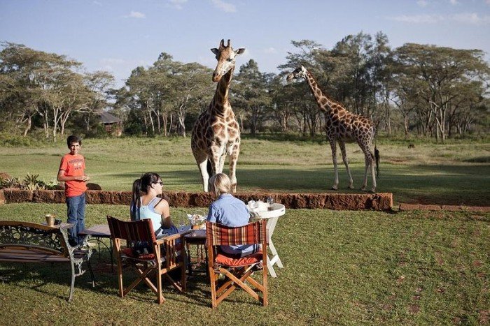 Жирафи Ротшильда, готель Giraffe Manor в Найробі (Кенія) - фото 4