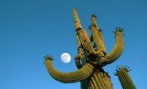 Гігантський кактус сагуаро