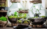 Флораріум у банці: тропічний сад у твоїй квартирі