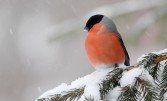 Зимние птицы Украины