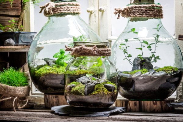 Флорариум в бутылке: тропический сад в вашей квартире