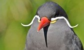 Крачка-інка — пташка з вусами