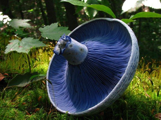 Незвичайні гриби: казкове видовище