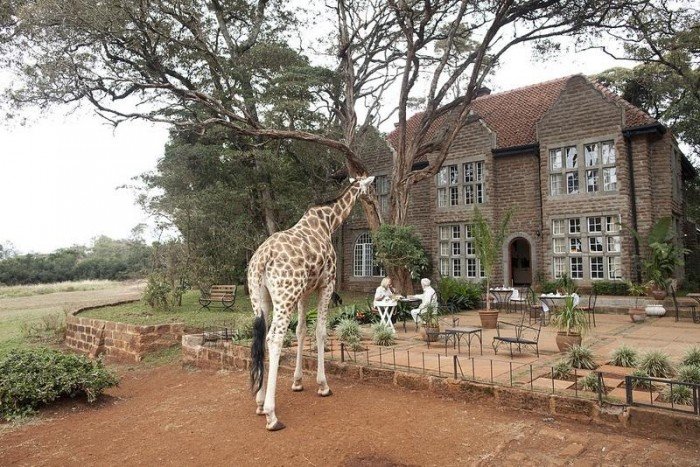 Жирафи Ротшильда, готель Giraffe Manor в Найробі (Кенія) - фото 11