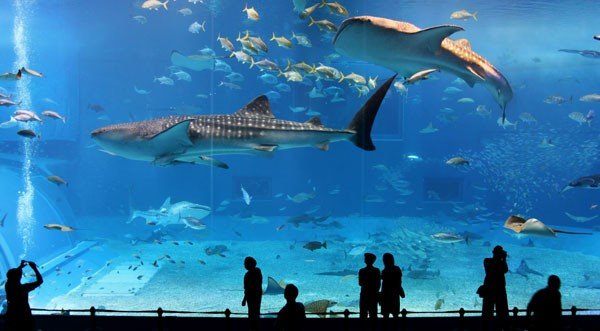 Потрясающие аквариумы