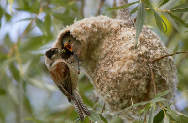 Крылатые архитекторы: удивительная красота птичьих гнезд
