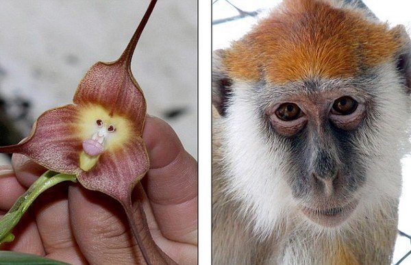 Орхидея-обезьянка