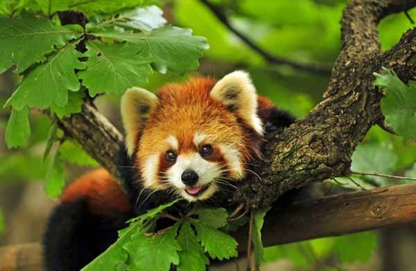 Красная панда-Firefox