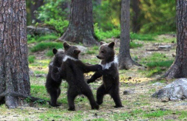 Очаровательный танец медвежат