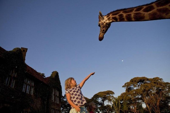 Жирафи Ротшильда, готель Giraffe Manor в Найробі (Кенія) - фото 8