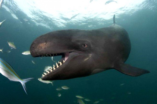 Добродушный кит Смайлик