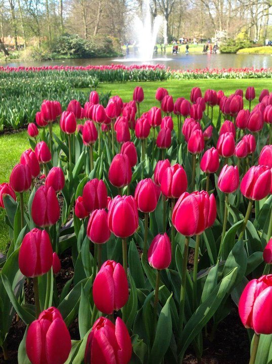 Весенний парк цветов у Кёкенхоф