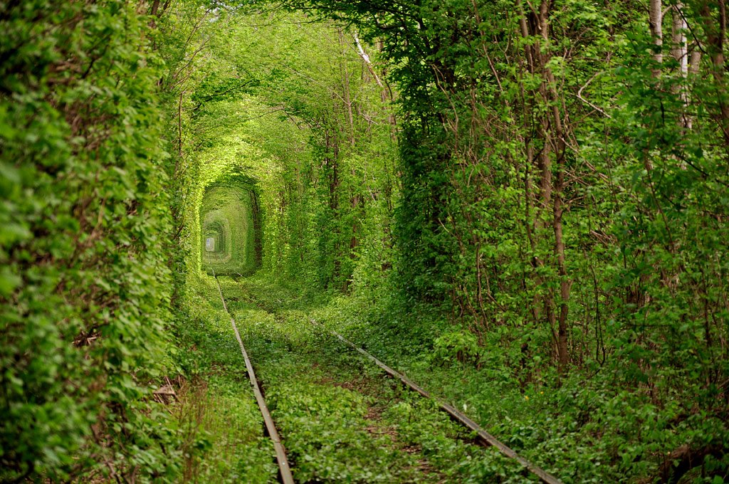 Чарівні тунелі з дерев